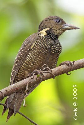 Meiglyptes tukki tukki - Buff-necked Woodpecker