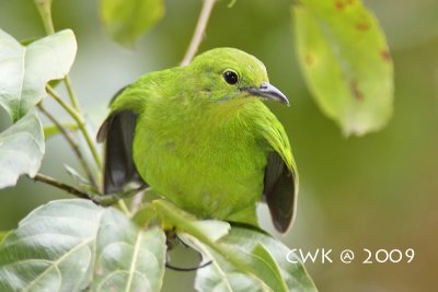 Chloropsis sonnerati zosterops - Greater Green Leafbird