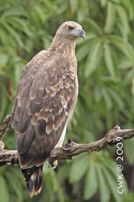 Ichthyophaga ichthyaetus - Grey-headed Fish Eagle