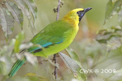 Irenidae (Fairy Bluebirds & Leafbirds)