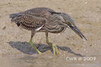 Butorides striata - Little Heron