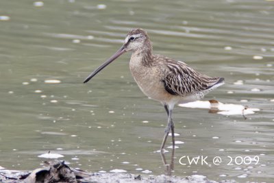 Limnodromus semipalmatus - Asian Dowitcher