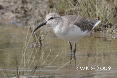 Calidris ferruginea - Curlew Sandpiper