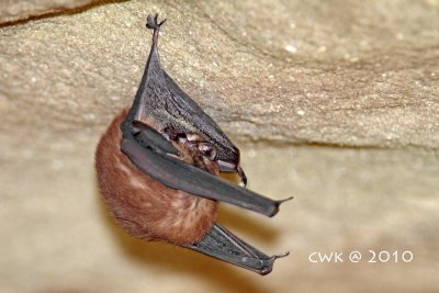 Bats