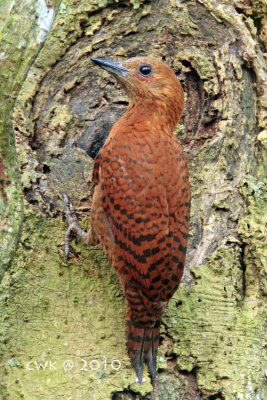 Celeus brachyurus - Rufous Woodpecker