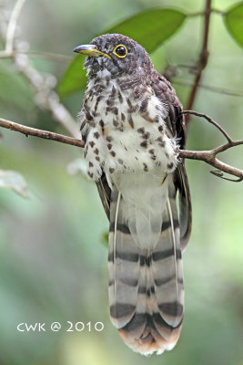Cuculus fugax - Malaysian Hawk Cuckoo