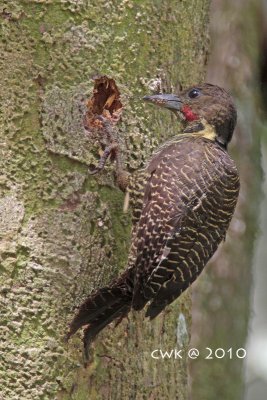 Meiglyptes tukki tukki - Buff-necked Woodpecker