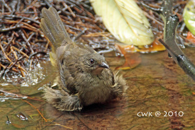 Pycnonotus plumosus - Olive-winged Bulbul