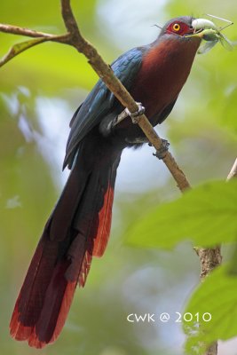 Phaenicophaeus curvirostris microrhinus - Chestnut-breasted Malkoha