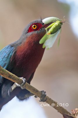 Phaenicophaeus curvirostris microrhinus - Chestnut-breasted Malkoha