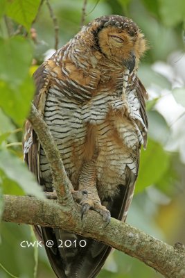 Strix seloputo - Spotted Wood Owl