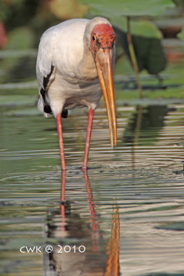 Mycteria cinerea - Milky Stork