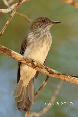  Ixos malaccensis - Streaked Bulbul