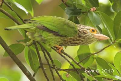 Megalaima lineata - Lineated Barbet