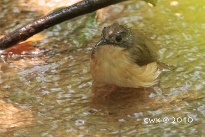 Malacocincla malaccensis feriatum - Short-tailed Babbler