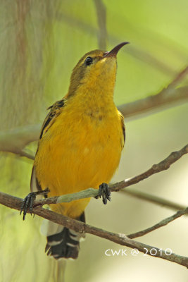 Cinnyris jugularis - Olive-backed Sunbirds