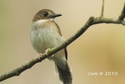 Flycatchers (Malaysia)
