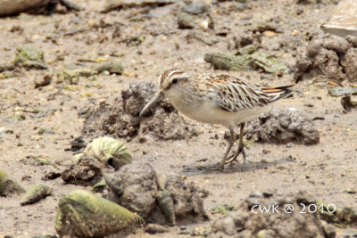 Limicola falcinellus - Broad-billed Sandpiper