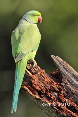 IMG_8918.jpg