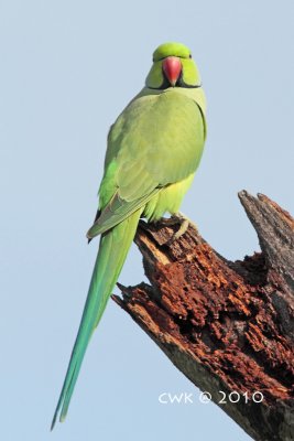 IMG_8933.jpg