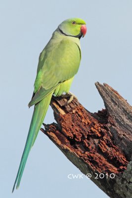 IMG_8947.jpg