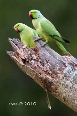 IMG_9434.jpg