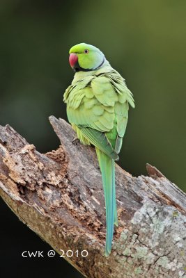 Psittacula krameri - Rose-ringed Parakeet