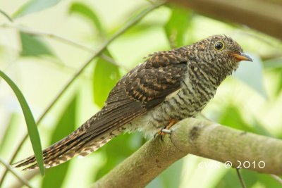 Juv RBC