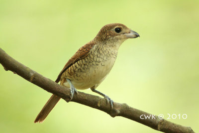 Lanius tigrinus - Tiger Shrike