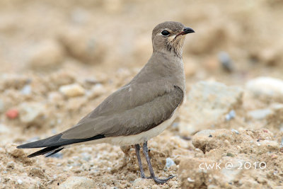 Glaneola maldivarum - Oriental Pratincole