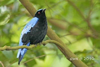 Irena puella - Asian Fairy Bluebird