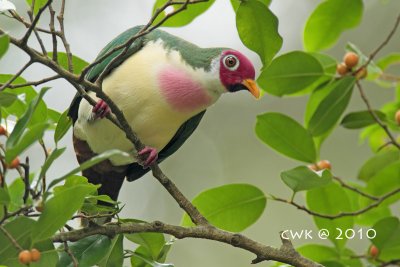Ptilinopus jambu - Jambu Fruit Dove