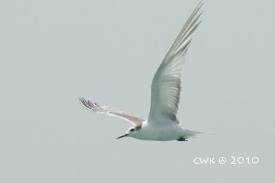 Sterna aleutica - Aleutian Tern