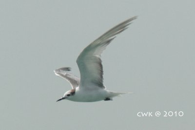 Sterna aleutica - Aleutian Tern
