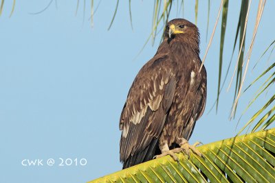 Aquila Clanga - Greater Spotted Eagle