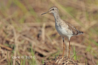 Tringa glareola - Wood Sandpiper