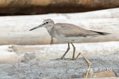 Tringa brevipes - Grey-tailed Tattler