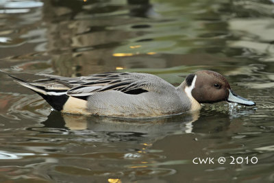 Anatini (Typical Ducks)