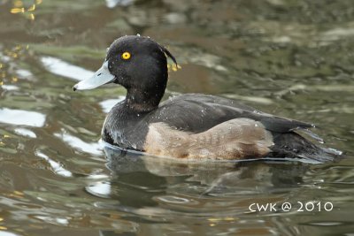 Aythya fuligula - Tufted Duck