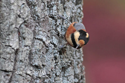 Cyanistes varius - Varied Tit