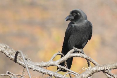 Corvus macrorhynchos - Large-billed Crow
