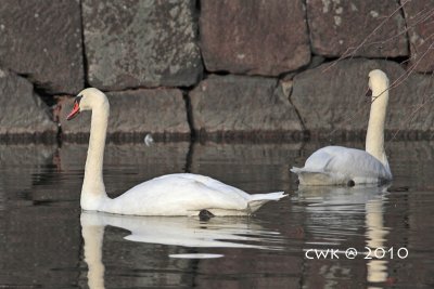 Cygnus olor - Mute Swan