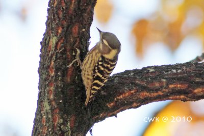 Dendrocopos kizuki - Japanese Pygmy Woodpecker