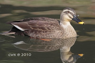 Anas poecilorhyncha - Spot-billed Duck