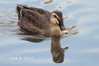 Anas poecilorhyncha - Spot-billed Duck