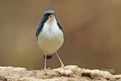 Luscinia cyane - Siberian Blue Robin
