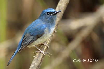 Cyornis hainanus - Hainan Blue-flycatcher