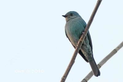 Eumyias thalassina - Verditer Flycatcher