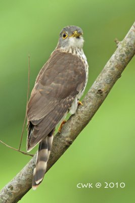 Cuculus nisicolor - Hodgsons Hawk Cuckoo