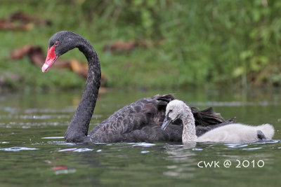 Cygnus atratus - Black Swan